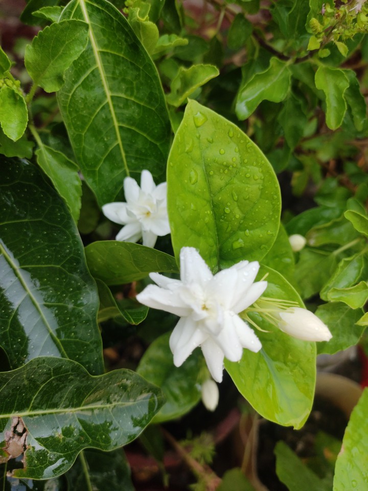 Jasmine