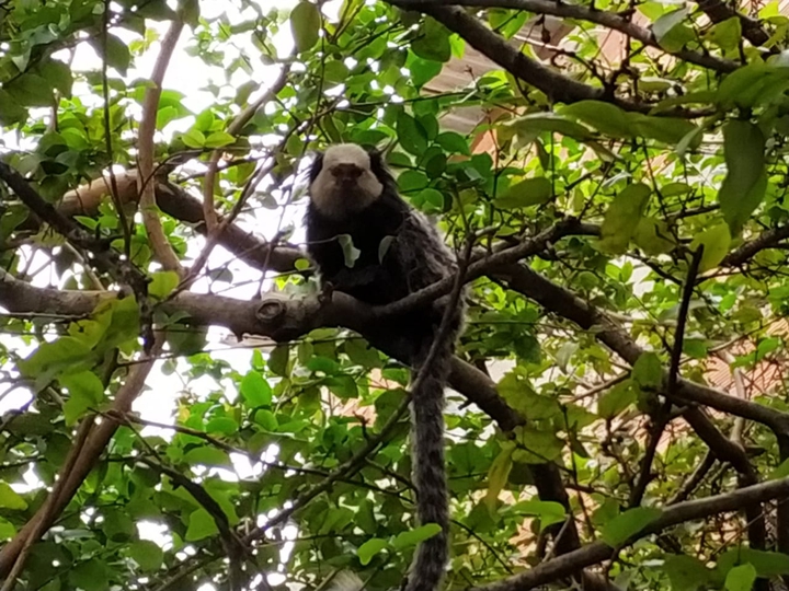 No nosso quintal. Para todos vocês meus amores.
