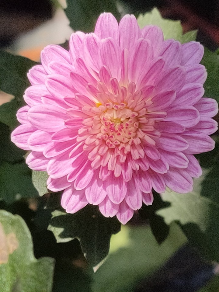 Chrysanthemum