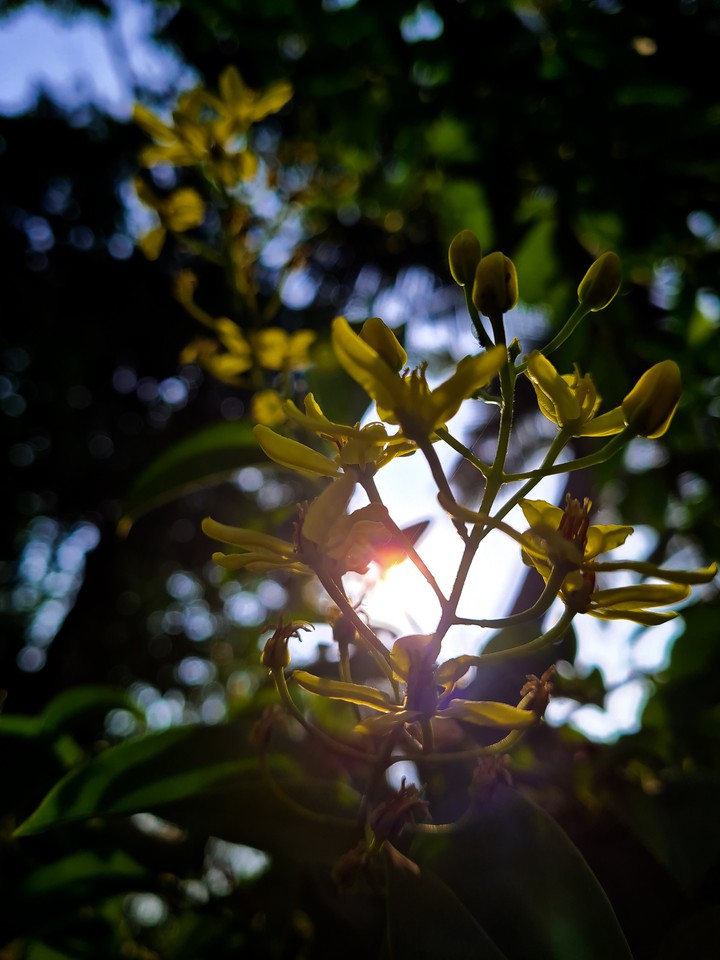 morning bliss