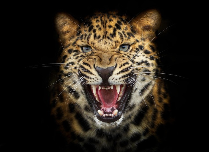 Wild Beauty ❤️