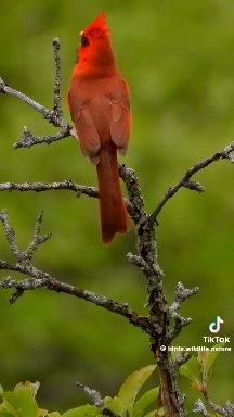 Cardenal rojo