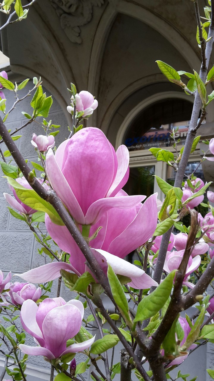 Magnolienbaum