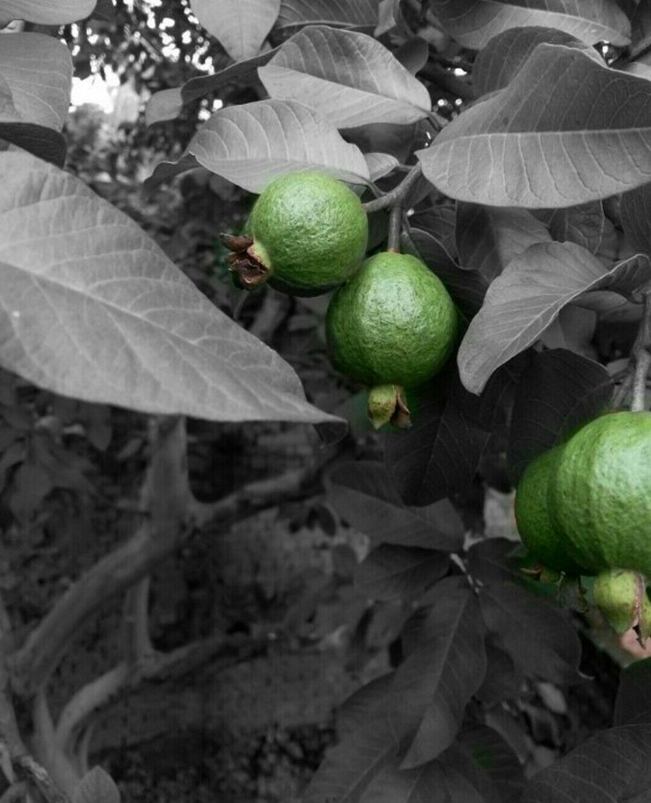 green guavas.....✌