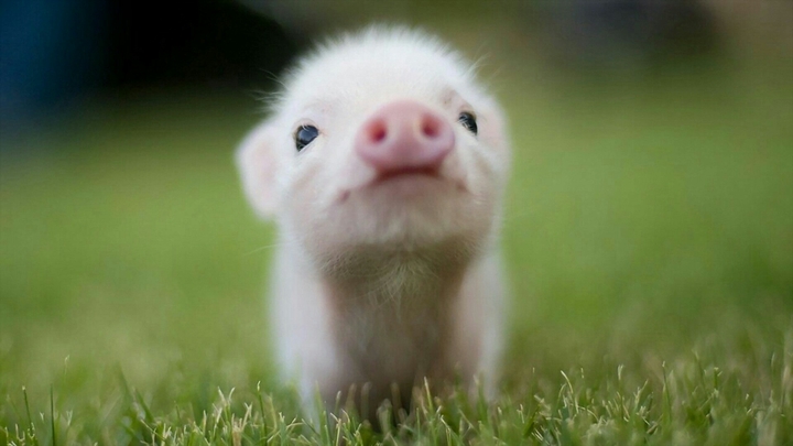 Piglet