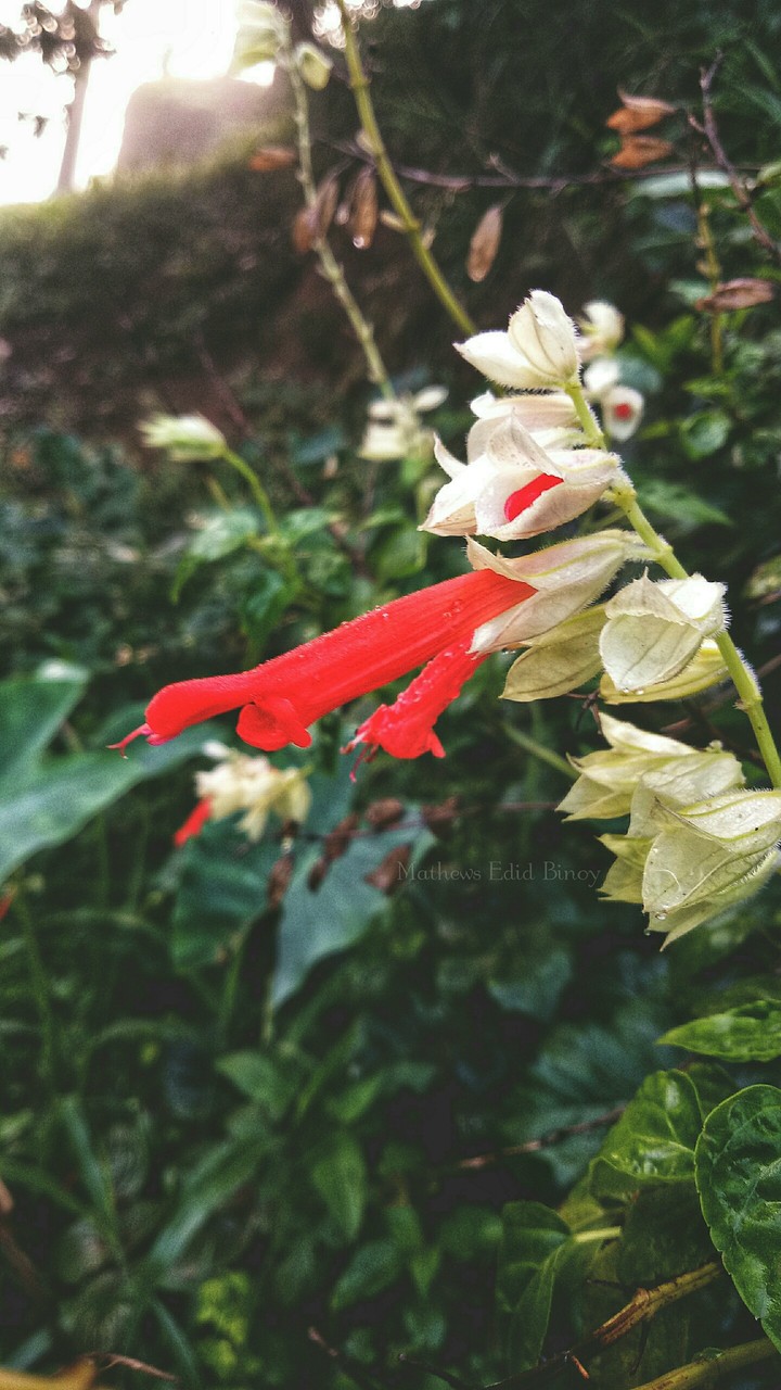 #white and red #flower #nature #garden # morning
