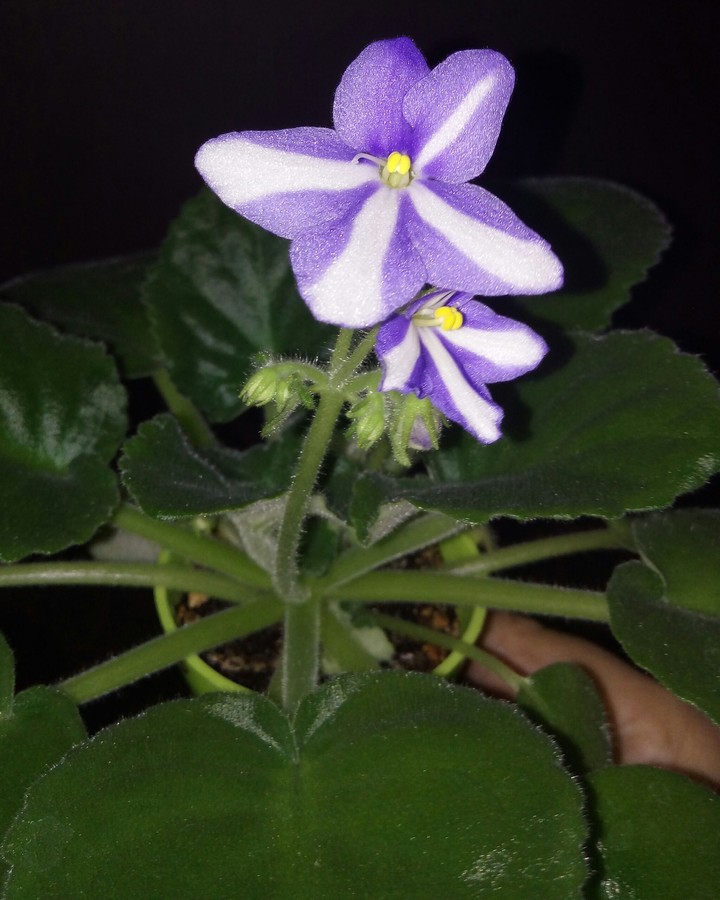 my flower