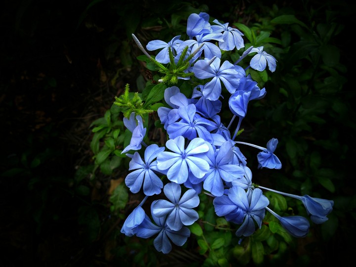 little blue