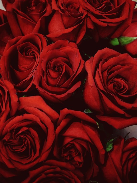 red rose