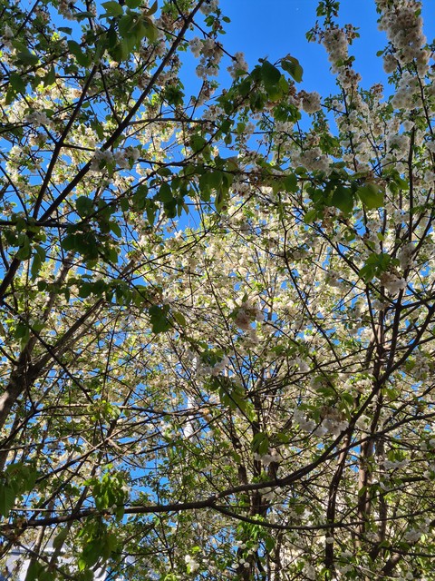 sfondi plant, flower