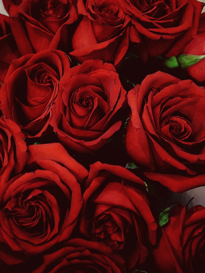 red rose