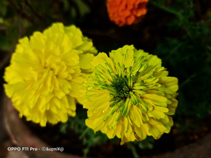 flower