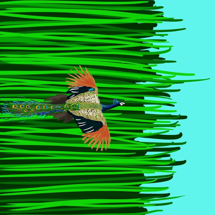 peacock