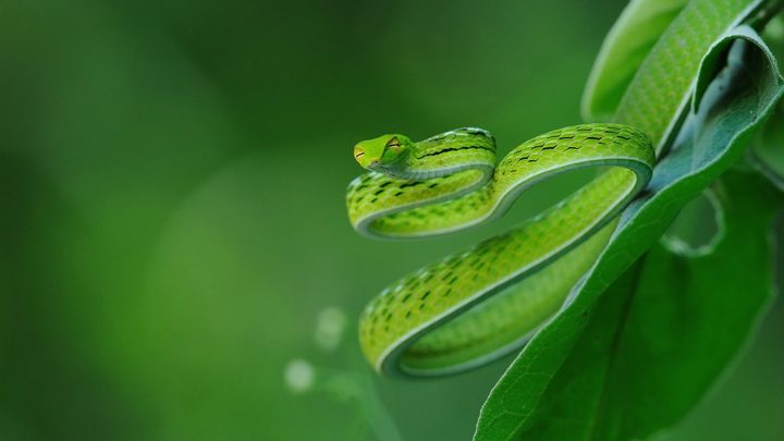 snake