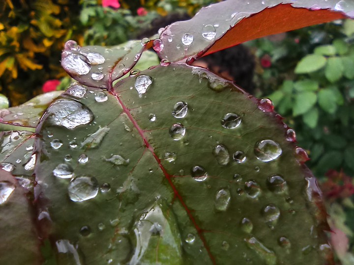 leaf
