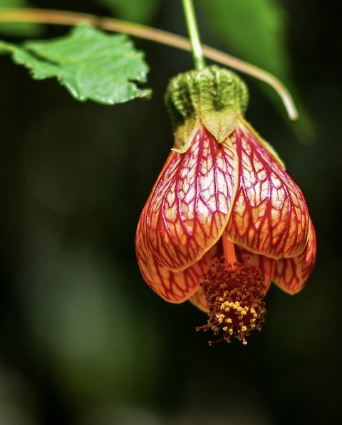 papéis de parede pedicel, petal