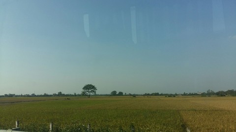 ricefield