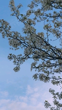 Bradford pear