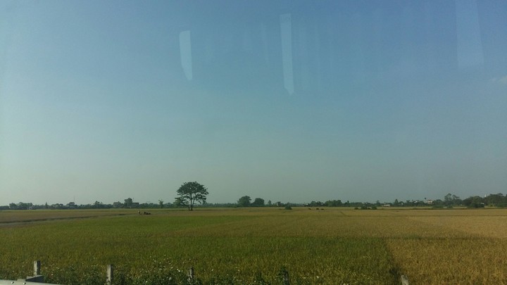 ricefield