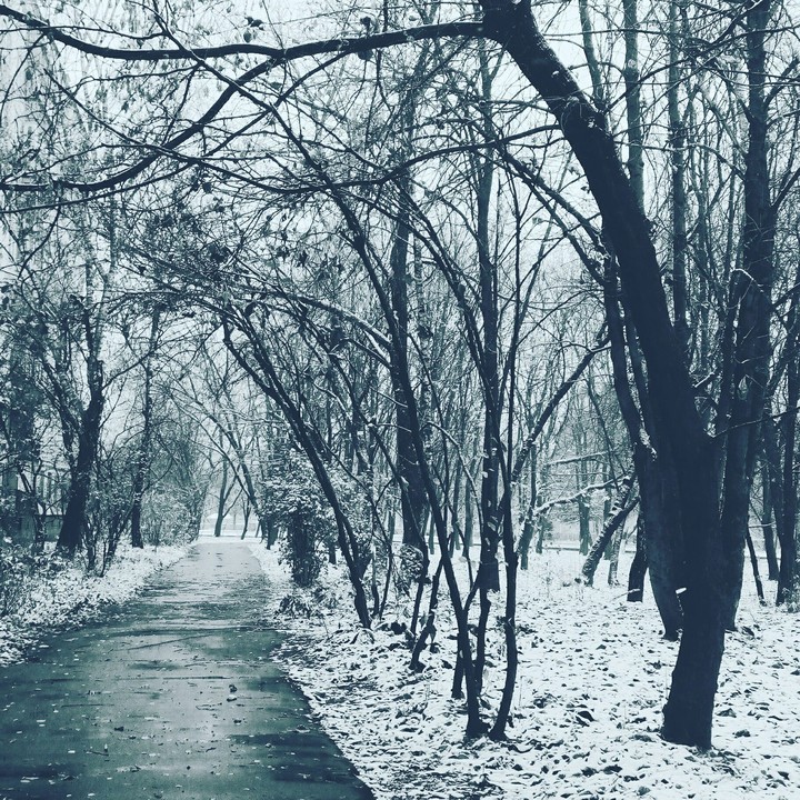 Зачарованный лес