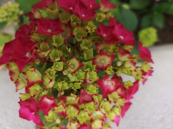 My Hortensia 2019