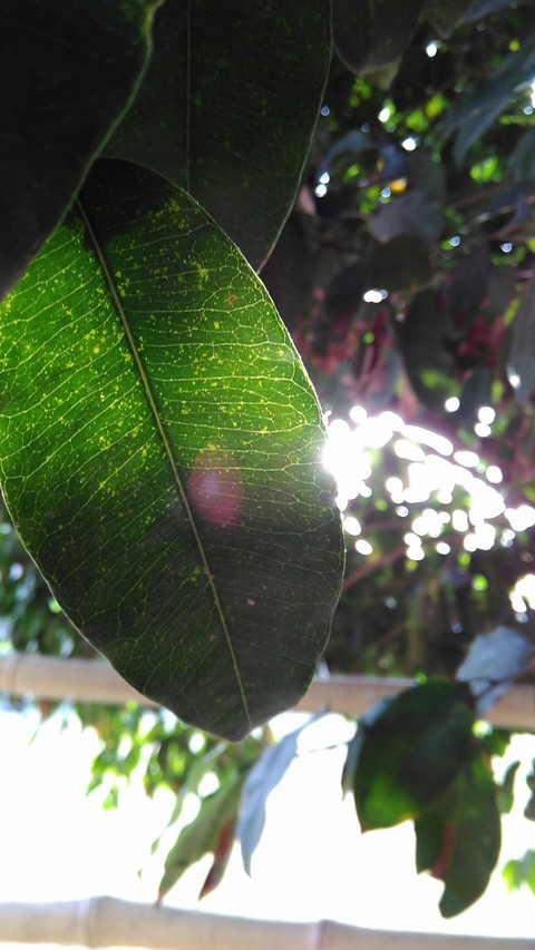 The Leaf