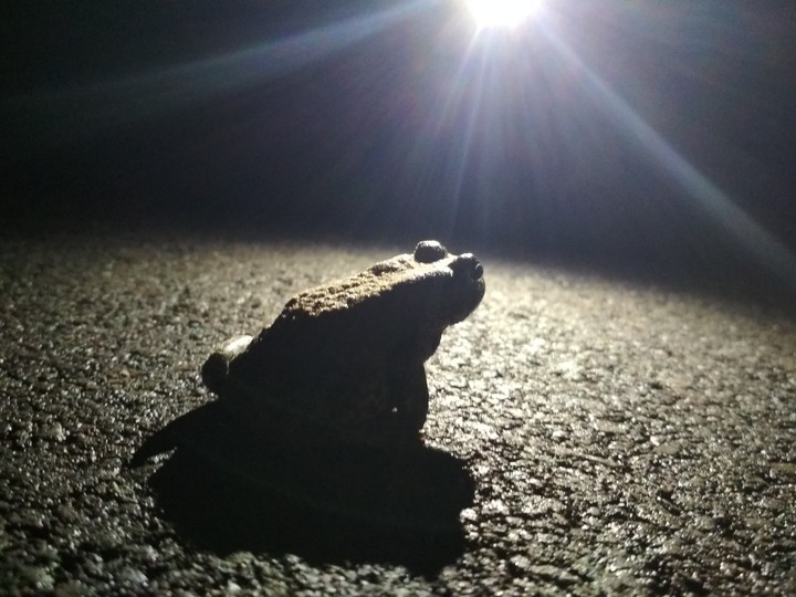 frog