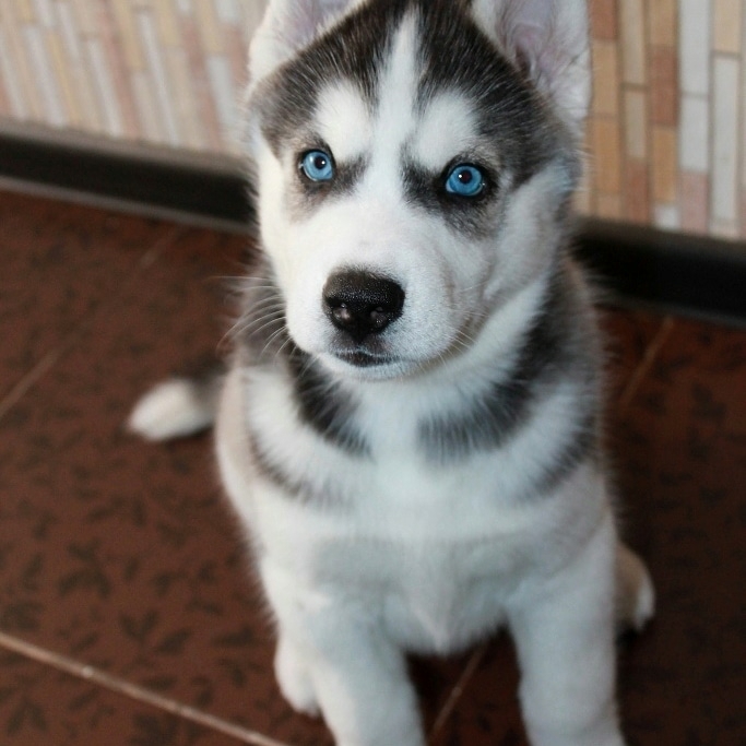 haski