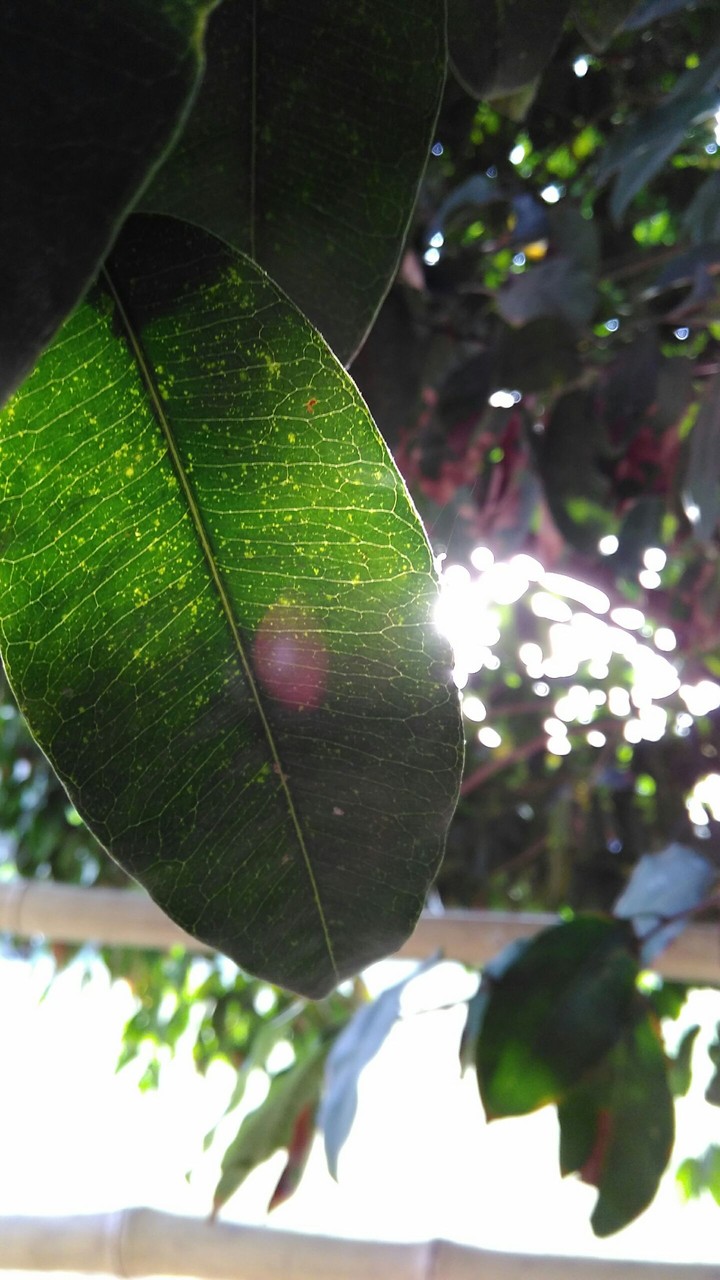 The Leaf