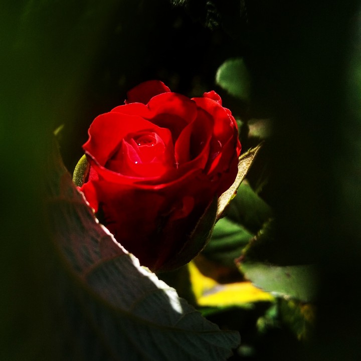 #rose #flower #red&green