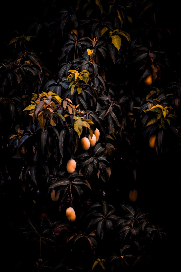 mangoes