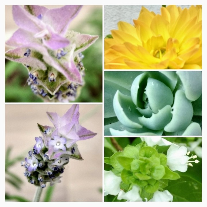 flores de mi jardín