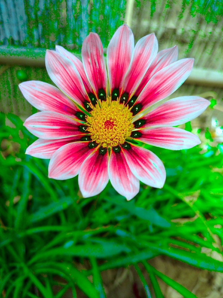 best click from my moto x play