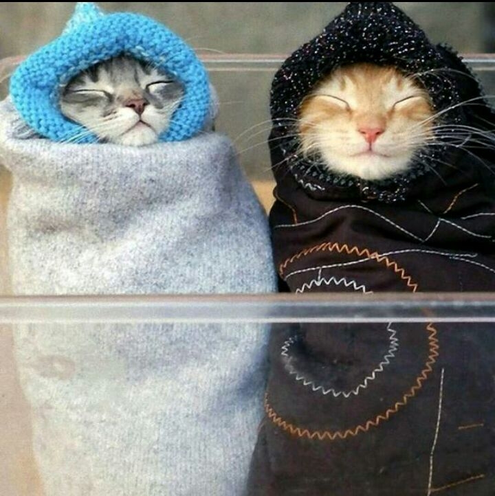 cats