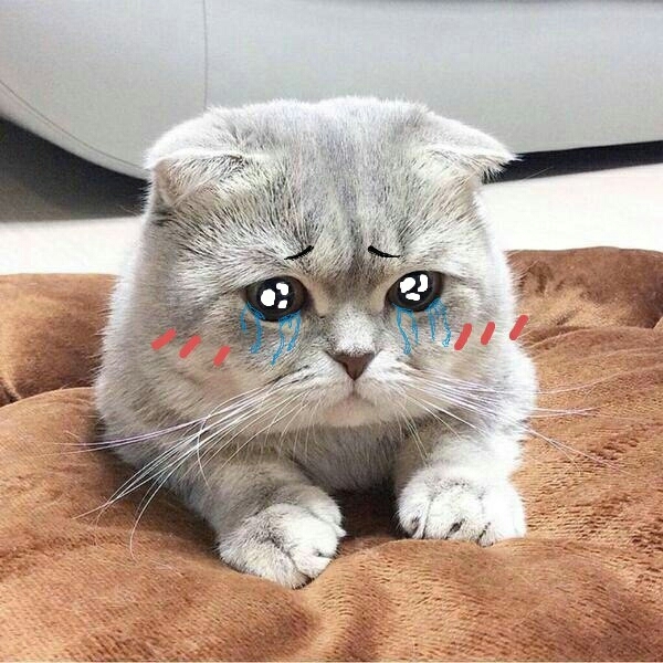 котик