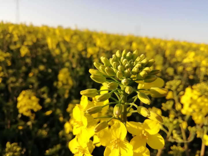 Yellow Flowers