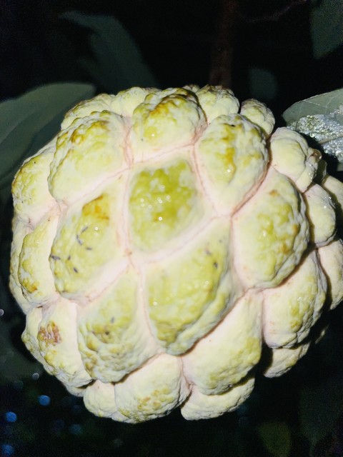 тапети Ingredient, mukimono