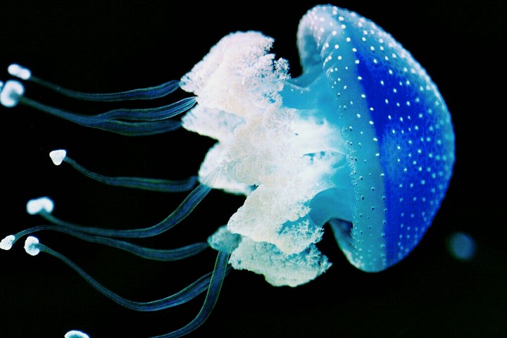 Mystery of the underwater world