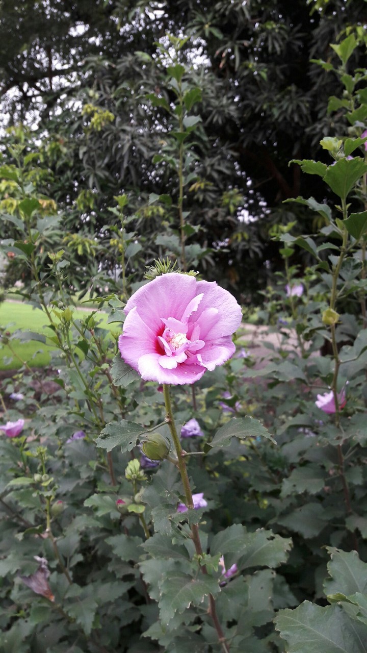 flowers