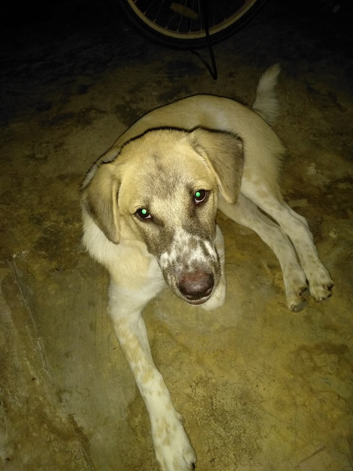 Dog