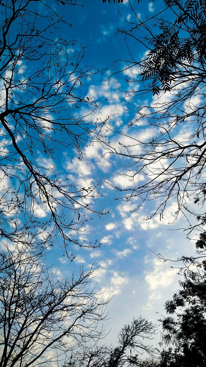 skies