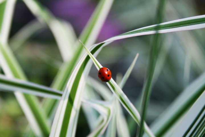 Ladybug