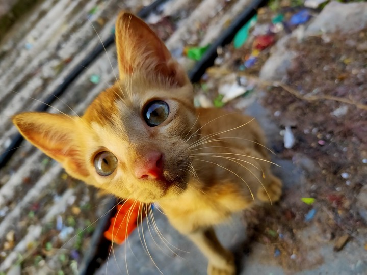 cat