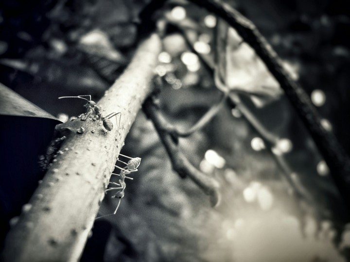 Nature