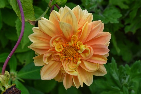 #Flower