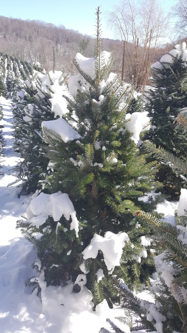 Christmas Tree Snow