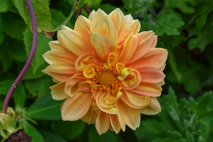 #Flower