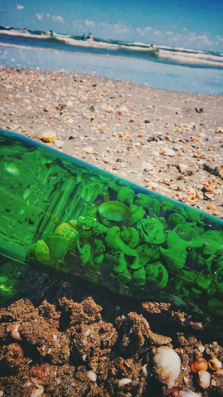 seashells