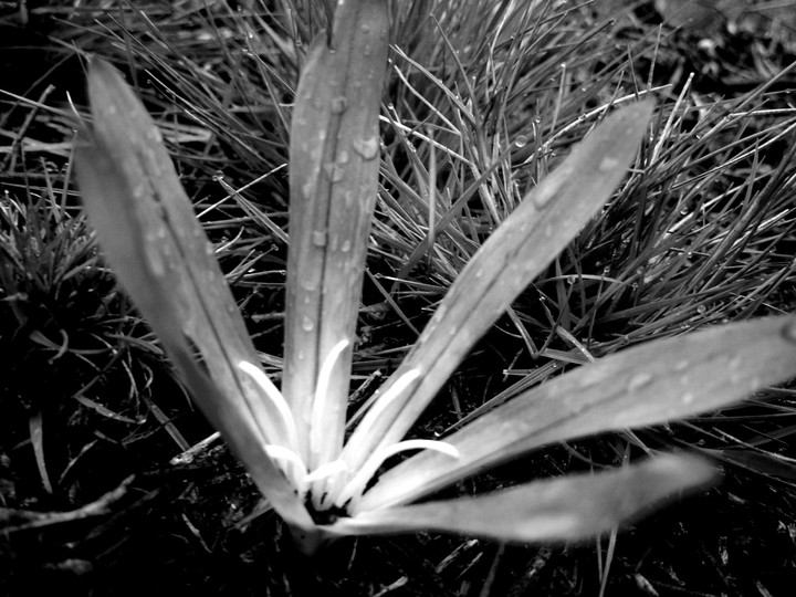 Flower.