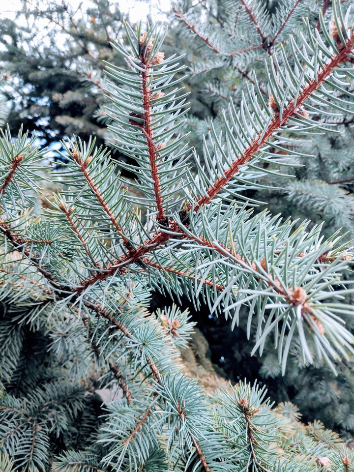 Christmas pine